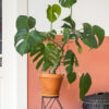 ⁦Monstera Deliciosa⁩ - الصورة ⁦2⁩